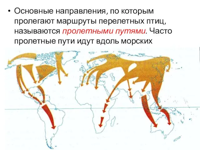 Основные направления, по которым пролегают маршруты перелетных птиц, называются пролетными путями. Часто