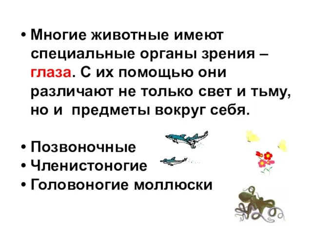 Многие животные имеют специальные органы зрения – глаза. С их помощью они