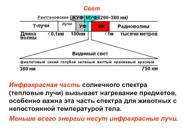 Свет Инфракрасная часть солнечного спектра (тепловые лучи) вызывает нагревание предметов, особенно важна