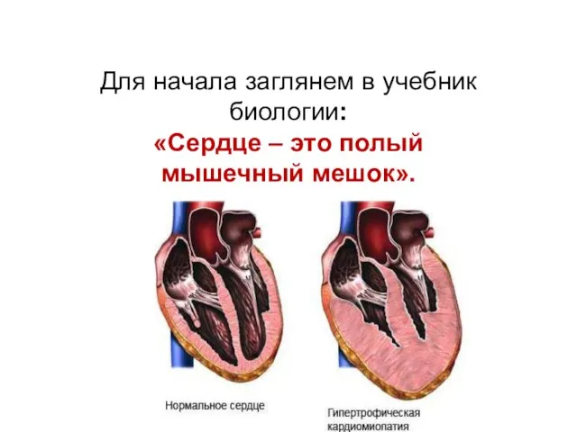 Для начала заглянем в учебник биологии: «Сердце – это полый мышечный мешок».