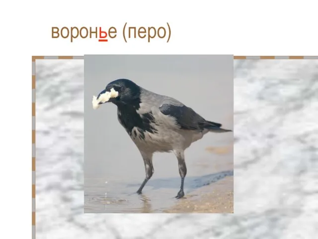 воронье (перо)