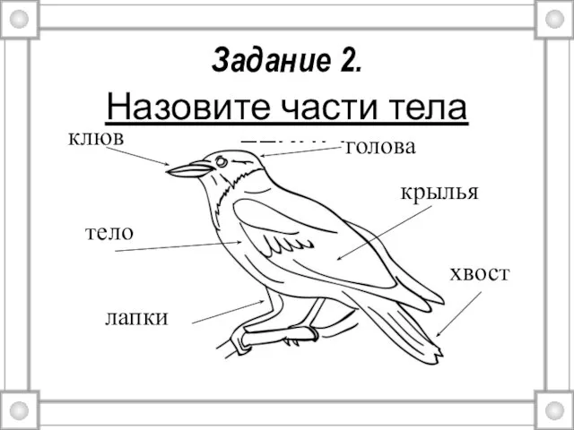 Задание 2. Назовите части тела птицы: клюв тело лапки хвост крылья голова