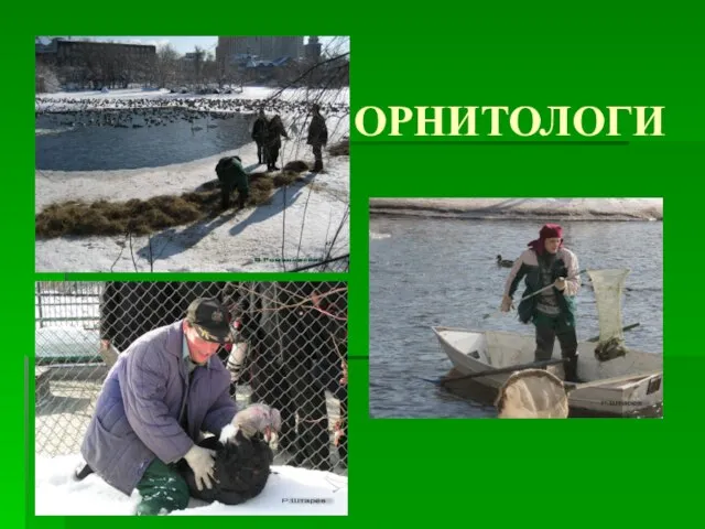 ОРНИТОЛОГИ