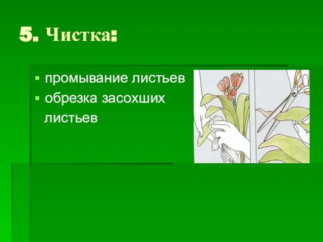 5. Чистка: промывание листьев обрезка засохших листьев