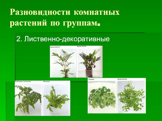 Разновидности комнатных растений по группам. 2. Лиственно-декоративные
