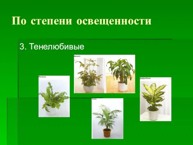 По степени освещенности 3. Тенелюбивые