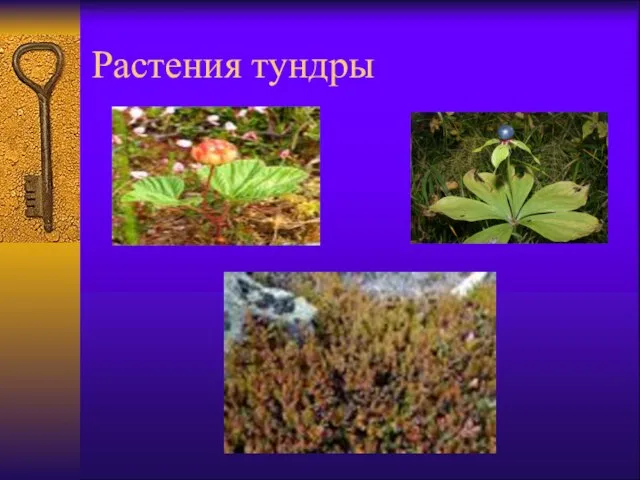 Растения тундры