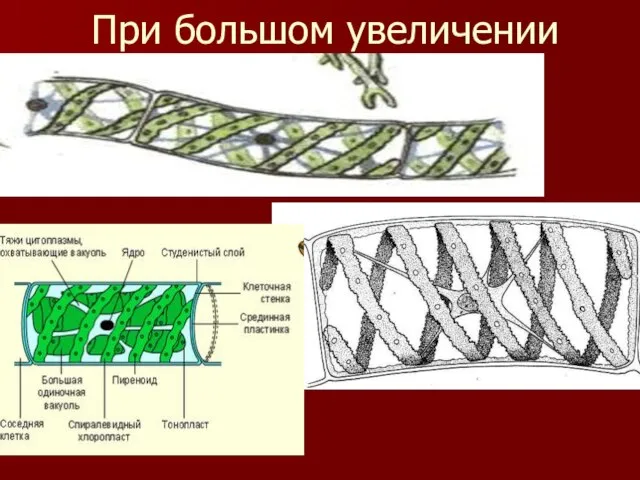 При большом увеличении