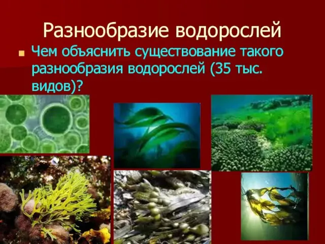 Разнообразие водорослей Чем объяснить существование такого разнообразия водорослей (35 тыс. видов)?