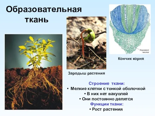 Образовательная ткань Строение ткани: Мелкие клетки с тонкой оболочкой В них нет