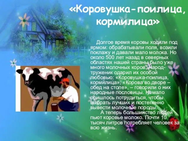 «Коровушка-поилица, кормилица» Долгое время коровы ходили под ярмом: обрабатывали поля, возили поклажу