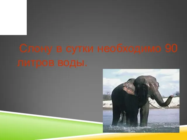 Слону в сутки необходимо 90 литров воды.