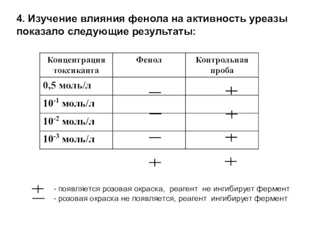 4. Изучение влияния фенола на активность уреазы показало следующие результаты: - появляется