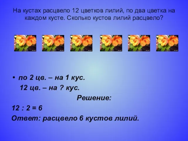 На кустах расцвело 12 цветков лилий, по два цветка на каждом кусте.