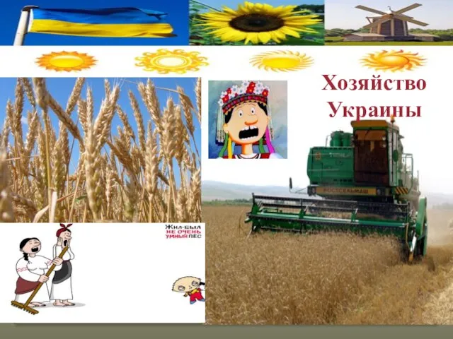 Сельское хозяйство Зерновые культуры Хозяйство Украины