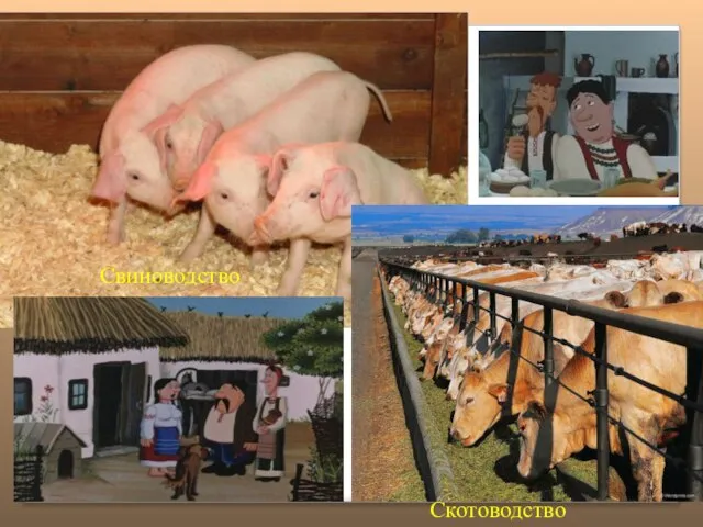 Свиноводство Скотоводство