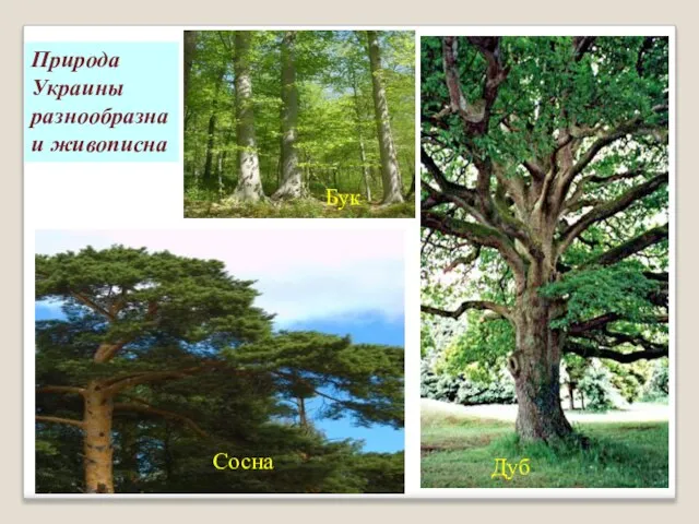 Бук Дуб Сосна Природа Украины разнообразна и живописна