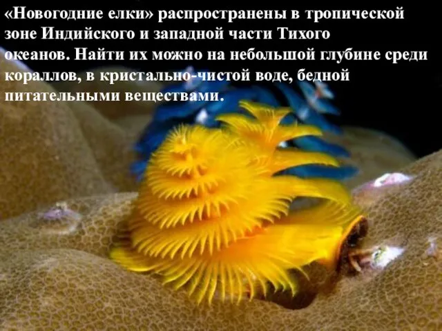 «Новогодние елки» распространены в тропической зоне Индийского и западной части Тихого океанов.