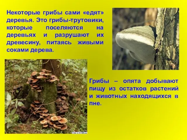 Некоторые грибы сами «едят» деревья. Это грибы-трутовики, которые поселяются на деревьях и