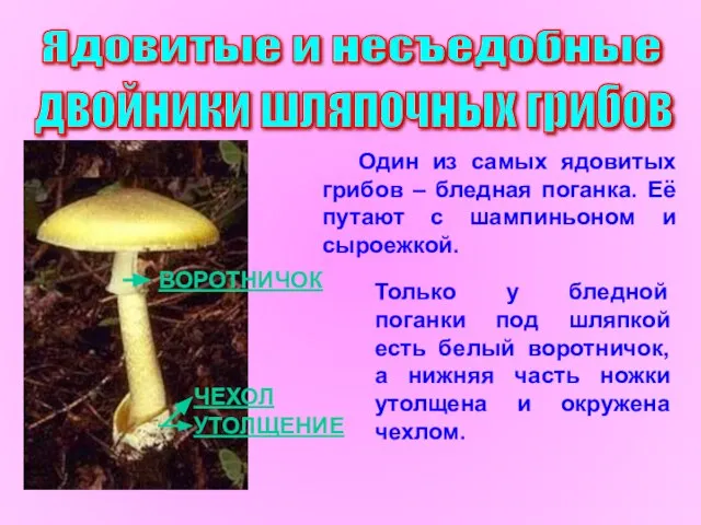 Ядовитые и несъедобные двойники шляпочных грибов УТОЛЩЕНИЕ ВОРОТНИЧОК Один из самых ядовитых