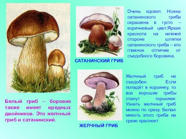 Белый гриб – боровик также имеет вредных двойников. Это желчный гриб и