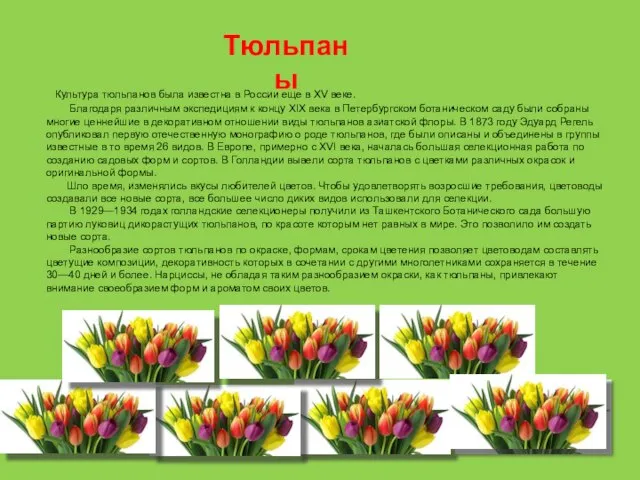 Культура тюльпанов была известна в России еще в XV веке. Благодаря различным