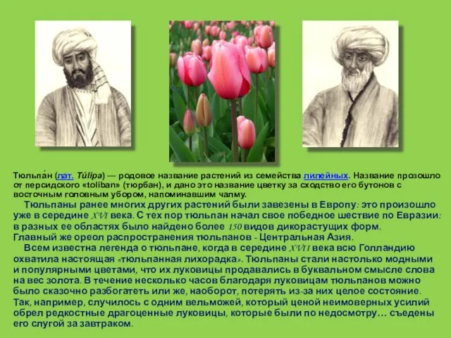 Тюльпа́н (лат. Túlipa) — родовое название растений из семейства лилейных. Название прозошло
