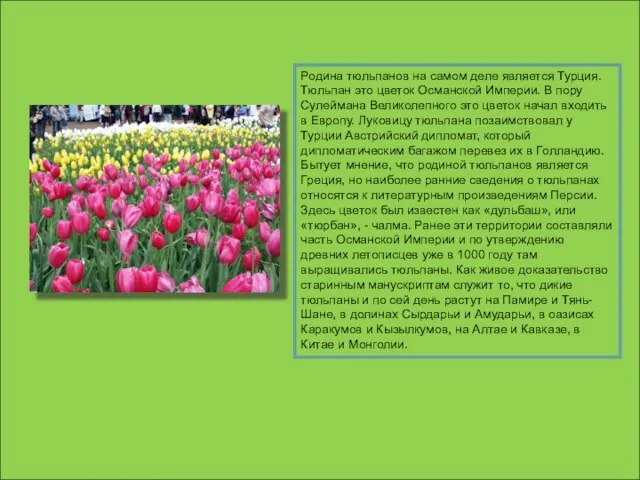 Родина тюльпанов на самом деле является Турция. Тюльпан это цветок Османской Империи.