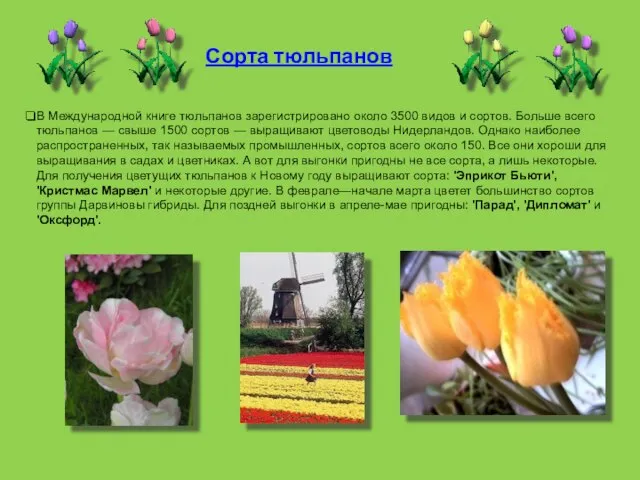Сорта тюльпанов В Международной книге тюльпанов зарегистрировано около 3500 видов и сортов.