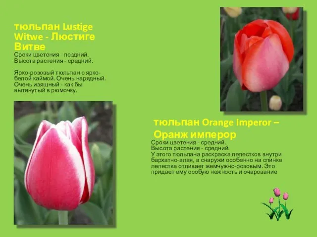 тюльпан Orange Imperor – Оранж имперор Сроки цветения - средний. Высота растения