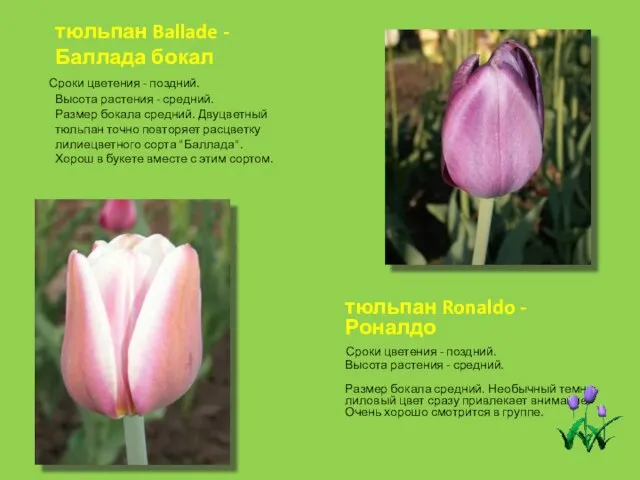 тюльпан Ronaldo - Роналдо Сроки цветения - поздний. Высота растения - средний.