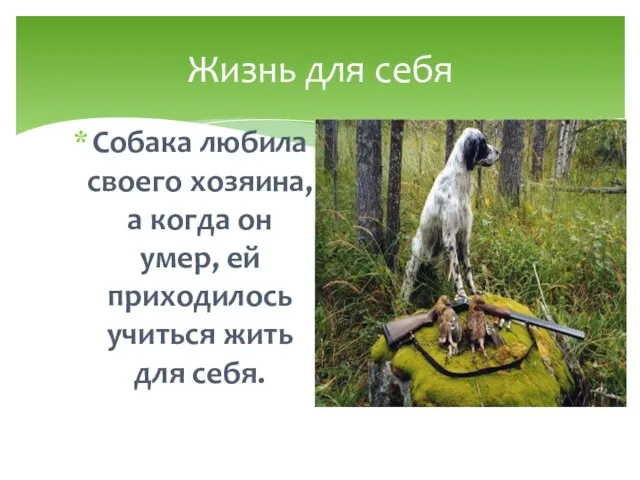 Собака любила своего хозяина, а когда он умер, ей приходилось учиться жить