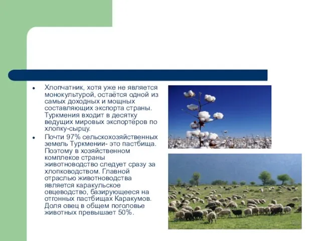 Хлопчатник, хотя уже не является монокультурой, остаётся одной из самых доходных и