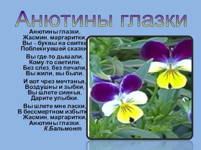 Анютины глазки, Жасмин, маргаритки, Вы – буквы на свитке Поблекнувшей сказки. Вы