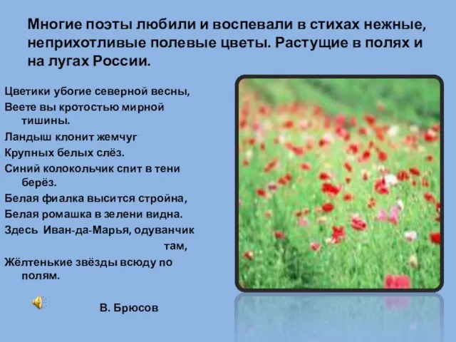 Многие поэты любили и воспевали в стихах нежные, неприхотливые полевые цветы. Растущие