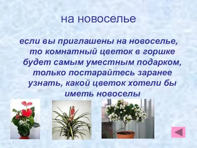 на новоселье если вы приглашены на новоселье, то комнатный цветок в горшке