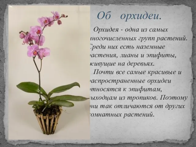 Орхидея - одна из самых многочисленных групп растений. Среди них есть наземные