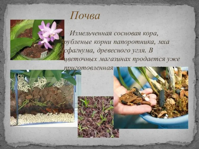 Измельченная сосновая кора, рубленые корни папоротника, мха сфагнума, древесного угля. В цветочных