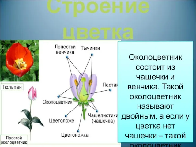 Строение цветка Околоцветник состоит из чашечки и венчика. Такой околоцветник называют двойным,