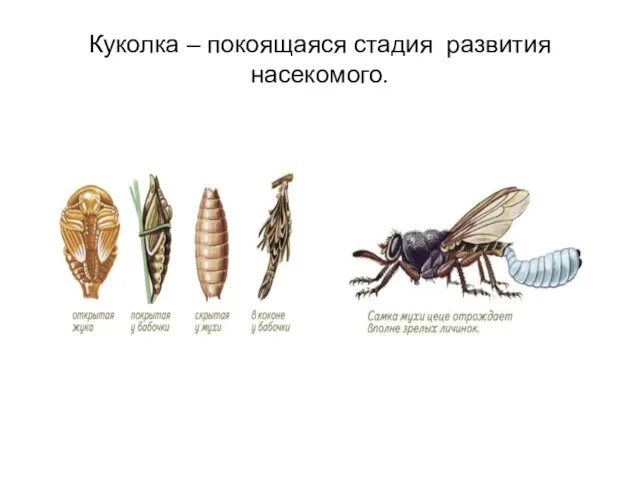 Куколка – покоящаяся стадия развития насекомого.