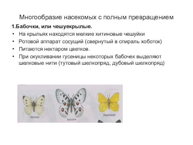 Многообразие насекомых с полным превращением 1.Бабочки, или чешуекрылые. На крыльях находятся мелкие