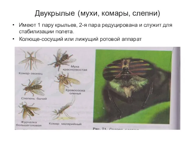 Двукрылые (мухи, комары, слепни) Имеют 1 пару крыльев, 2-я пара редуцирована и