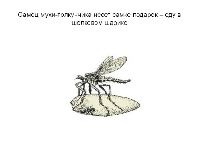 Самец мухи-толкунчика несет самке подарок – еду в шелковом шарике
