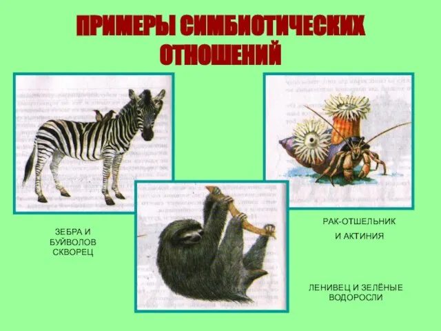 ПРИМЕРЫ СИМБИОТИЧЕСКИХ ОТНОШЕНИЙ ЗЕБРА И БУЙВОЛОВ СКВОРЕЦ РАК-ОТШЕЛЬНИК И АКТИНИЯ ЛЕНИВЕЦ И ЗЕЛЁНЫЕ ВОДОРОСЛИ