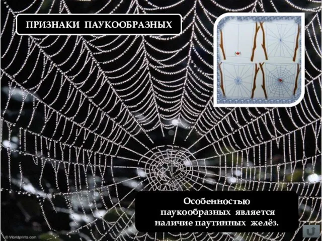 ПРИЗНАКИ ПАУКООБРАЗНЫХ Особенностью паукообразных является наличие паутинных желёз.