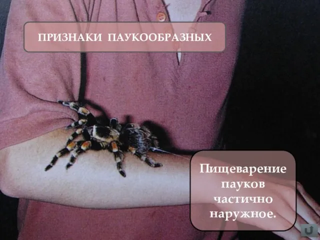 ПРИЗНАКИ ПАУКООБРАЗНЫХ Пищеварение пауков частично наружное.