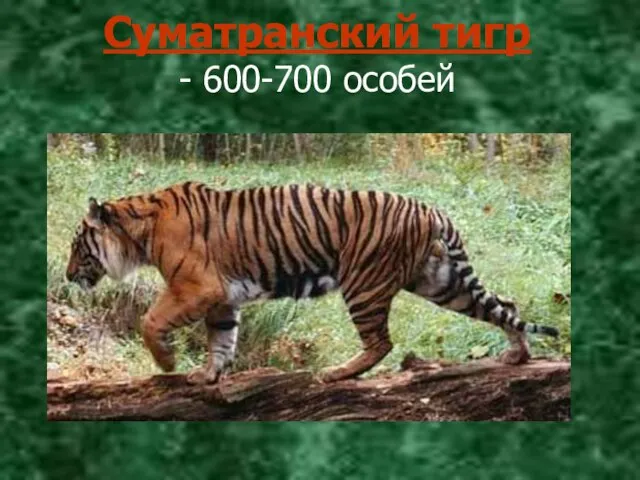 Суматранский тигр - 600-700 особей