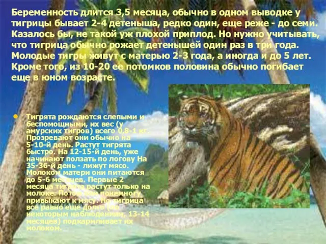 Беременность длится 3,5 месяца, обычно в одном выводке у тигрицы бывает 2-4