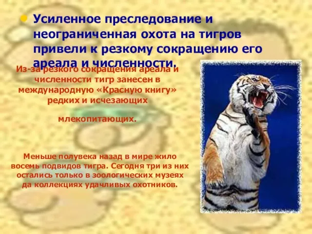 Из-за резкого сокращения ареала и численности тигр занесен в международную «Красную книгу»