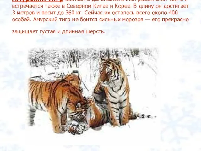 Амурский тигр обитает в дальневосточной российской тайге и встречается также в Северном